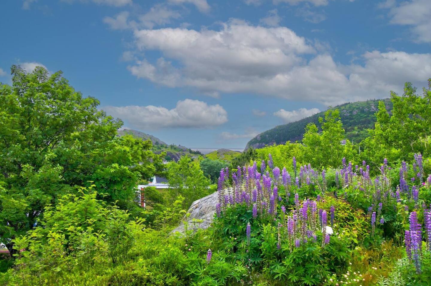 The Vista At Quidi Vidi - Stunning Views & Trails Villa St. John's Dış mekan fotoğraf